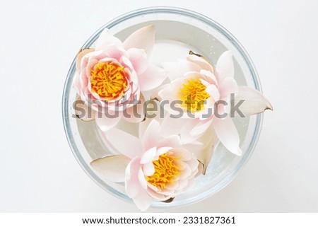 Pink lotus in glass bowl on white background. Top view.