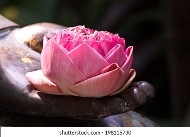 Pink Lotus In Hand Of Buddha Statue