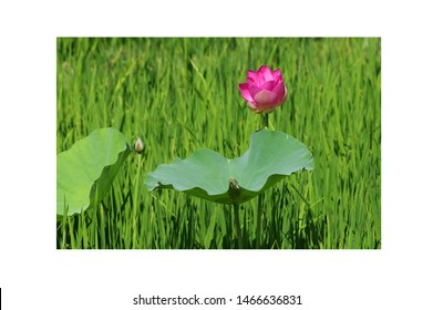 Pink lotus: High quality lotus image. The image of a beautiful lotus in the morning. Hoa sen vietnam images