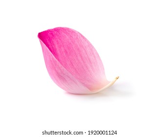 Pink lotus lobes isolated on a white background - Shutterstock ID 1920001124