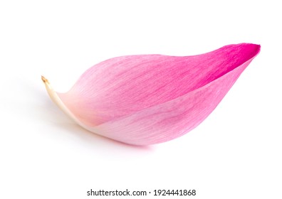 Pink lotus lobes isolated on a white background - Shutterstock ID 1924441868