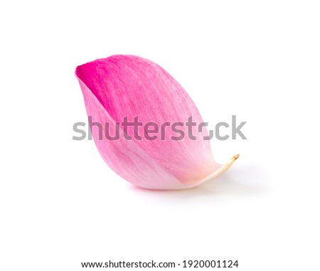 Pink lotus lobes isolated on a white background