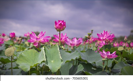 Pink Lotus (Nelumbo nucifera) flowers and leaves in lake
