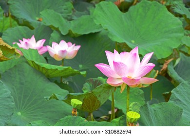 Pink Lotus (Nelumbo Nucifera Gaertn.)