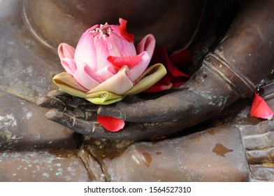 pink lotus on buddha image hand, Thailand
