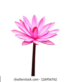 PInk Lotus On White Background