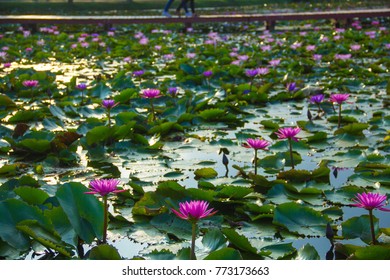pink lotus, lotus park, big lotus - Shutterstock ID 773173663