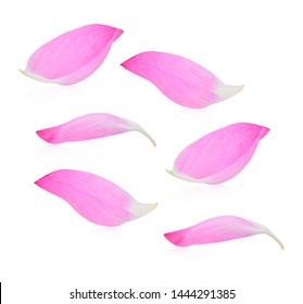 Pink Lotus Petal On White Background