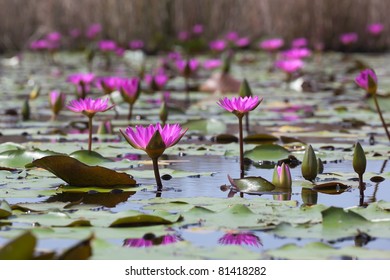 Pink Lotuses Blooming In Marshland. Mai Po. Hong Kong.