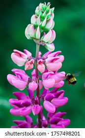 Pink Lupine With A Bumblebee Garden