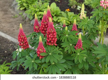 Pink Lupine Flowers In The Summer Garden