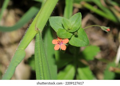 Pink Lysimachia Arvensis Flower Macro