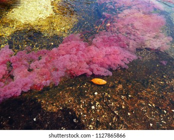 Pink Macarenia Clavigera Plant At The River, Caño Cristales, Macarena - Colombia