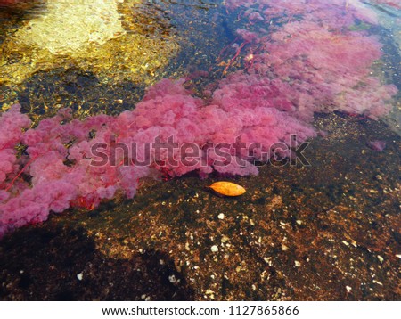 Pink Macarenia Clavigera plant at the river, Caño Cristales, Macarena - Colombia