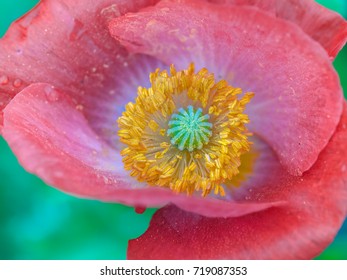 Pink Macro Poppy Flower