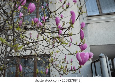 Pink magnolia blossoms bloom beautifully against a neutral building backdrop in springtime - Powered by Shutterstock