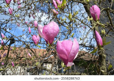 Pink magnolia blossoms bloom under a bright sky in springtime garden - Powered by Shutterstock