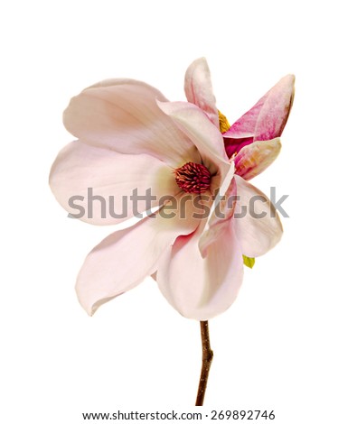Pink Magnolia branch flower, close up, white background, isolated.