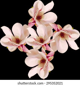 Pink Magnolia branch flowers, close up, colored background, isolated.