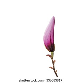 Pink Magnolia Flower Bud Isolated On White