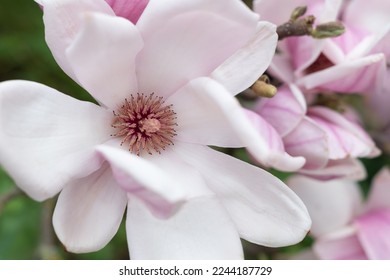 Pink magnolia flower close up - Powered by Shutterstock