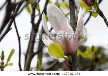 Pink magnolia flower closeup. Macro photo.