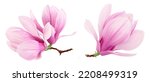 Pink magnolia flower isolated on white background with full depth of field