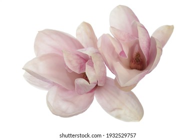 Pink Magnolia Flower Isolated On White