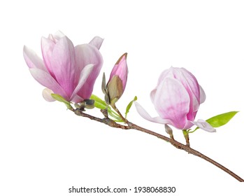 Pink Magnolia Flower Isolated On White Background 