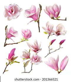 Pink Magnolia Flower Isolated On White Background 