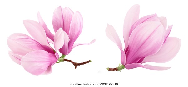 Pink magnolia flower isolated on white background with full depth of field - Shutterstock ID 2208499319