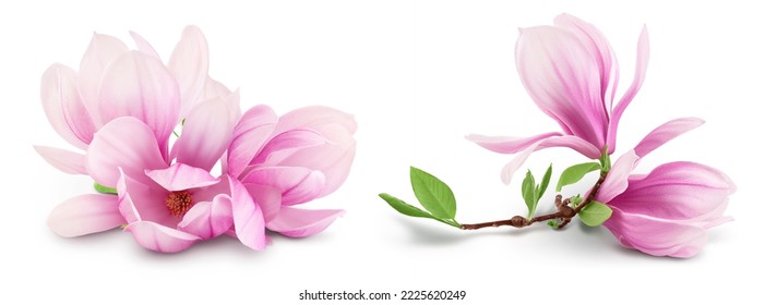 Pink magnolia flower isolated on white background with full depth of field - Shutterstock ID 2225620249