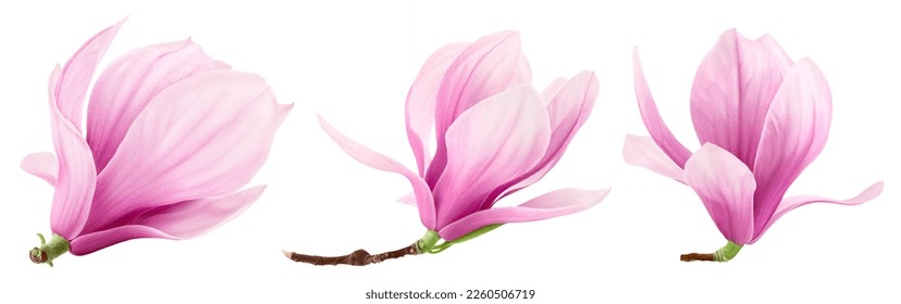 Pink magnolia flower isolated on white background with full depth of field - Powered by Shutterstock