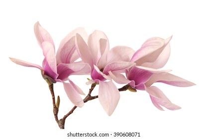 Pink Magnolia Flower Isolated On White Stock Photo 390608071 | Shutterstock