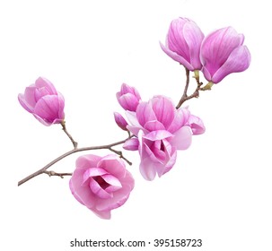  pink magnolia flower isolated on white background 