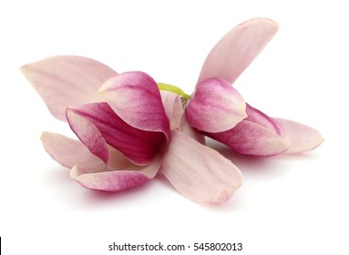 Pink Magnolia Flower Isolated On White Background 