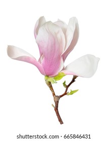 Pink Magnolia Flower Isolated On White Background
