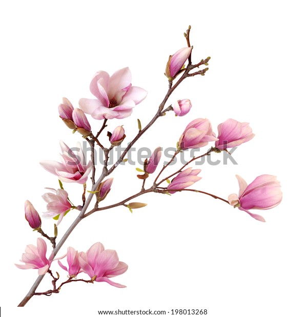 白い背景にピンクのマグノリアの花 の写真素材 今すぐ編集