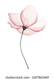 Pink Magnolia flower, on a white background transparent petals delicate watercolour technique - Shutterstock ID 1697862469