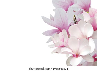 Pink magnolia flower on white background