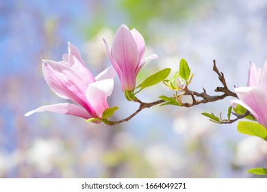 Pink magnolia flowers bloom in blooming spring mysterious garden on blue sky background, beautiful fairy tale springtime nature, fantasy fabulous landscape