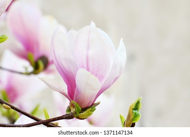 Pink magnolia flowers blooming on magnolia tree branches. (Magnolia soulangeana)
