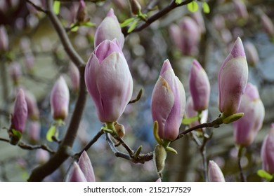 Pink magnolia flowers close-up. magnolia tree. large flowers. beautiful bokeh. background of flowers and sky. magnolia flower bud. flowering tree. photo wallpaper. tulip-shaped magnolia