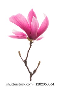 Magnolia Flowers Images, Stock Photos & Vectors | Shutterstock
