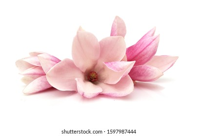 A Pink Magnolia Flowers On White Background