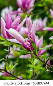 Pink Magnolia Flowers (Magnolia Virginiana)