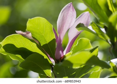 Pink Magnolia Flowers (Magnolia Virginiana)