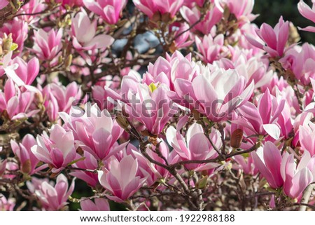 Pink magnolia liliiflora flowers. Woody-orchid tree in full bloom.