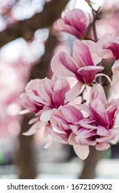 Pink Magnolia Spring Blossom Trees