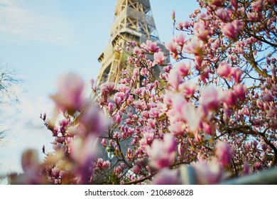 Pink magnolia tree in full bloom near the Eiffel tower in Paris. Spring season blossom in France
